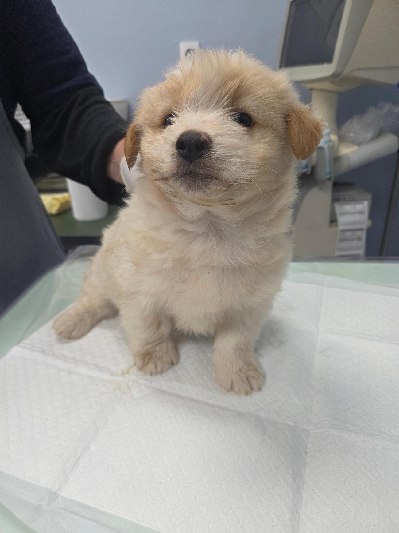 나주유기동물보호센터_446483202501846